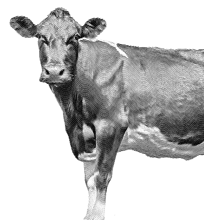 11375 2405 MAGO COW CSM Effect 5 1