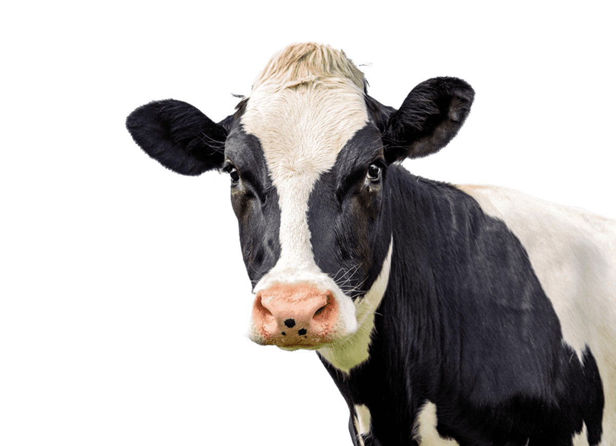 cow about 3