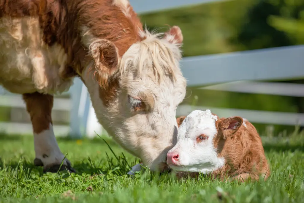 Hereford Cow & Calf