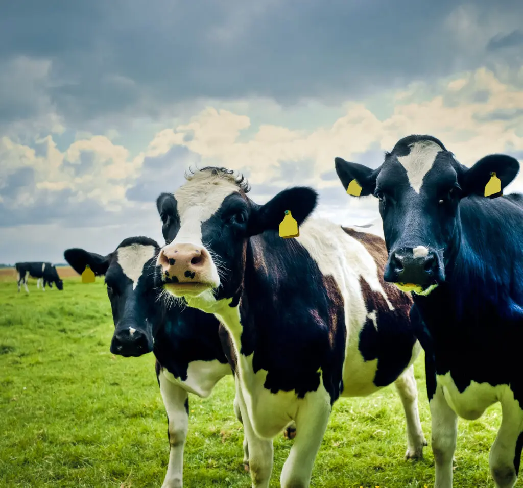 Typical Holland Cows In The Field, Netherlands