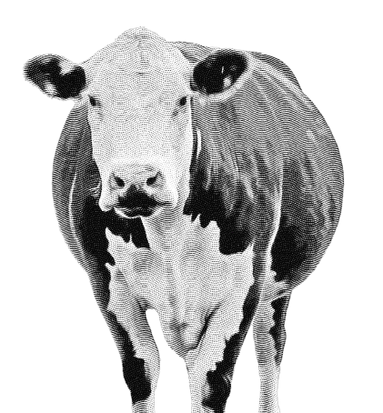 Beef 3