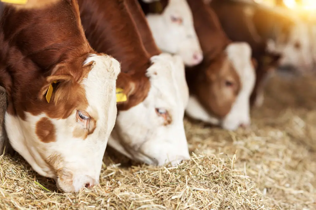 Cows Feeding