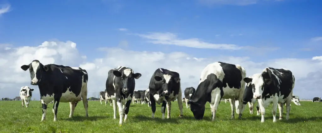 Greenitives CSM Dairy Cow Holstein pasture HR