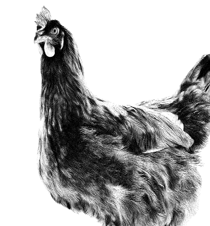 Poultry 2