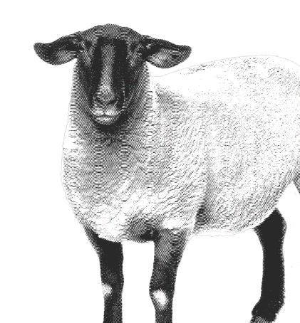 Sheep 2