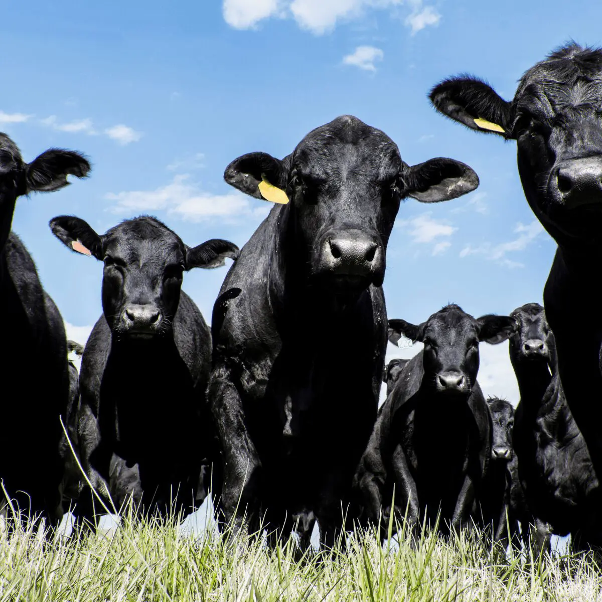 Acid Buf and Resilience in Feedlot Cattle: Insights from the Sammes et al. 2025 Study