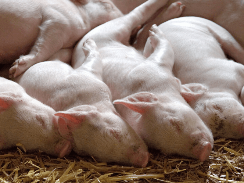 How to reduce pig aggression and get an "easytomanage" herd?