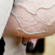 Heat stress in dairy cows