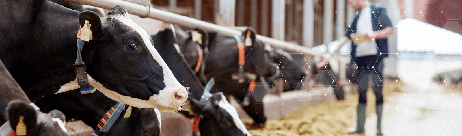 CSM-website-banner-Acid-Buf 1600x471 Acid Buf rumen buffer