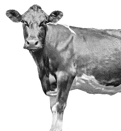 11375 2405 MAGO COW CSM Effect 5 1