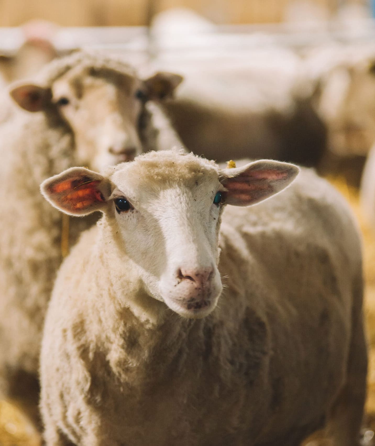 Rethinking Lamb Finishing: Can Acid Buf Offer a Natural Alternative to Monensin?