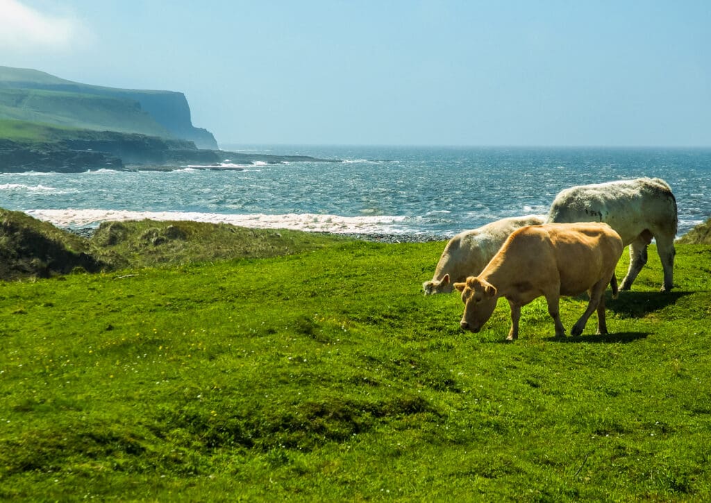 Grazing Irish Cows