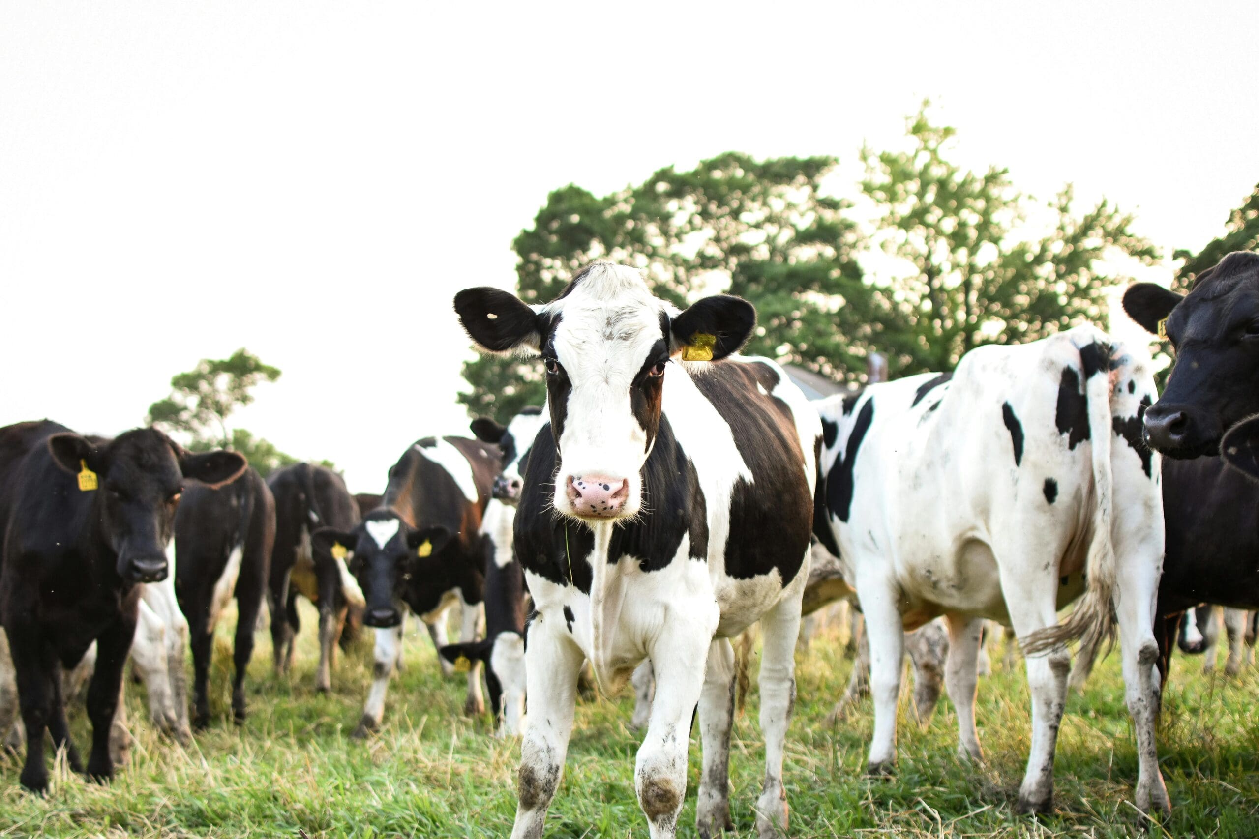 How a Rumen Buffer Enhances Dairy Performance