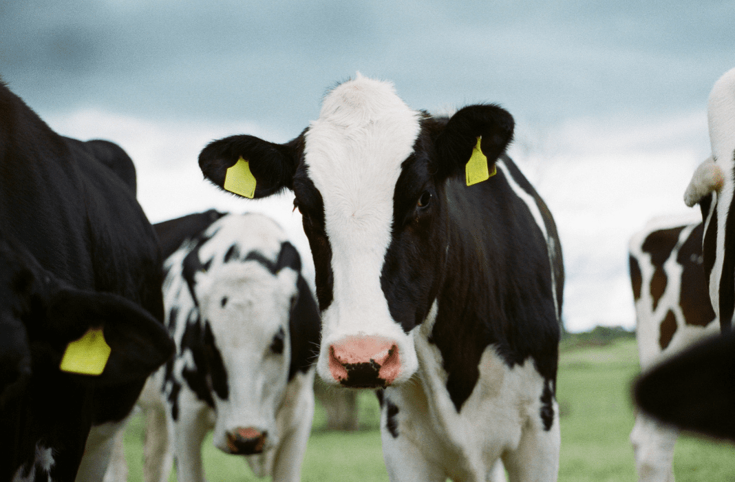 Improving Feed Efficiency in Dairy Cows: How Rumen Buffers Support Performance and Sustainability