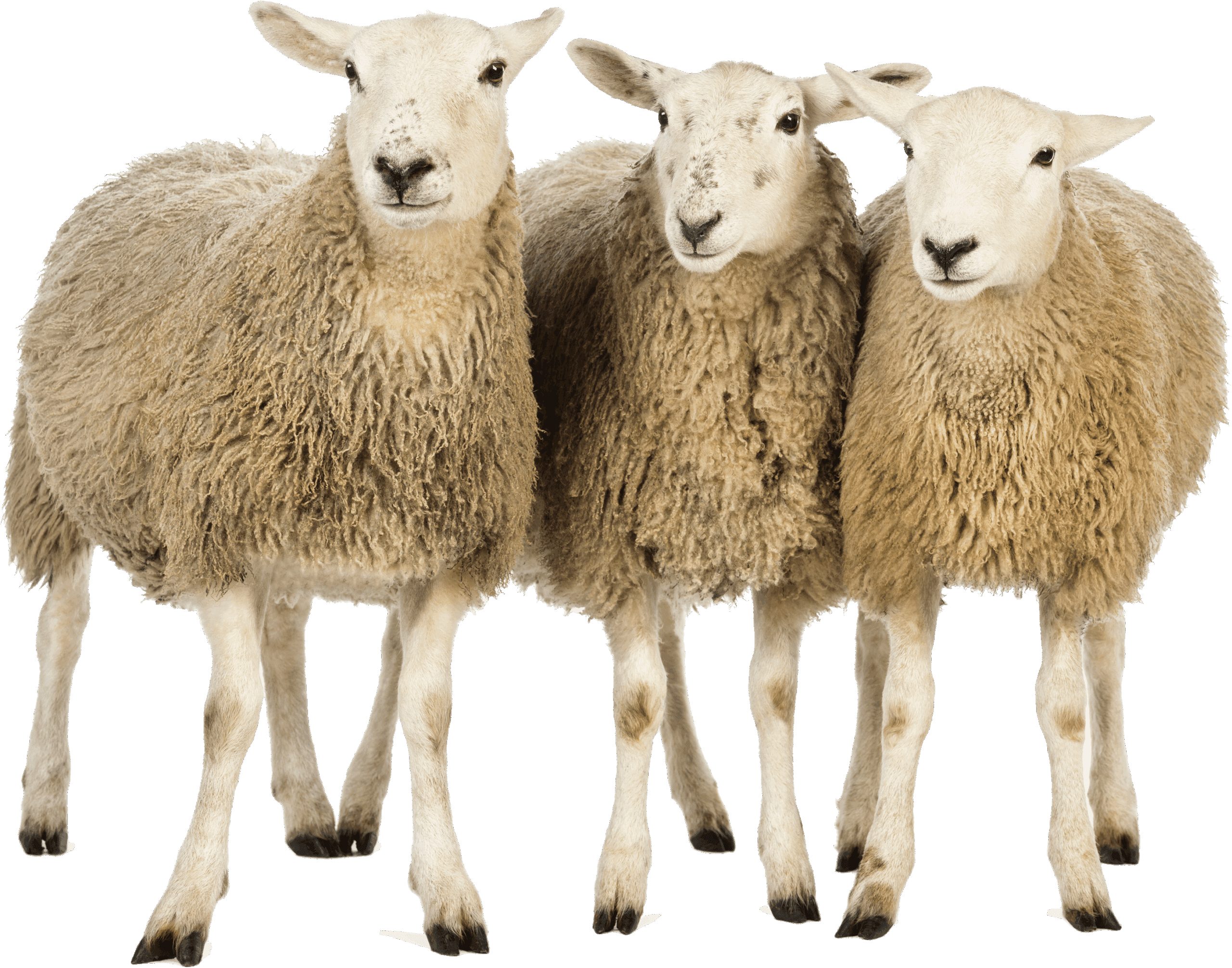 Greenitives CSM sheep white background HR @Pngguru