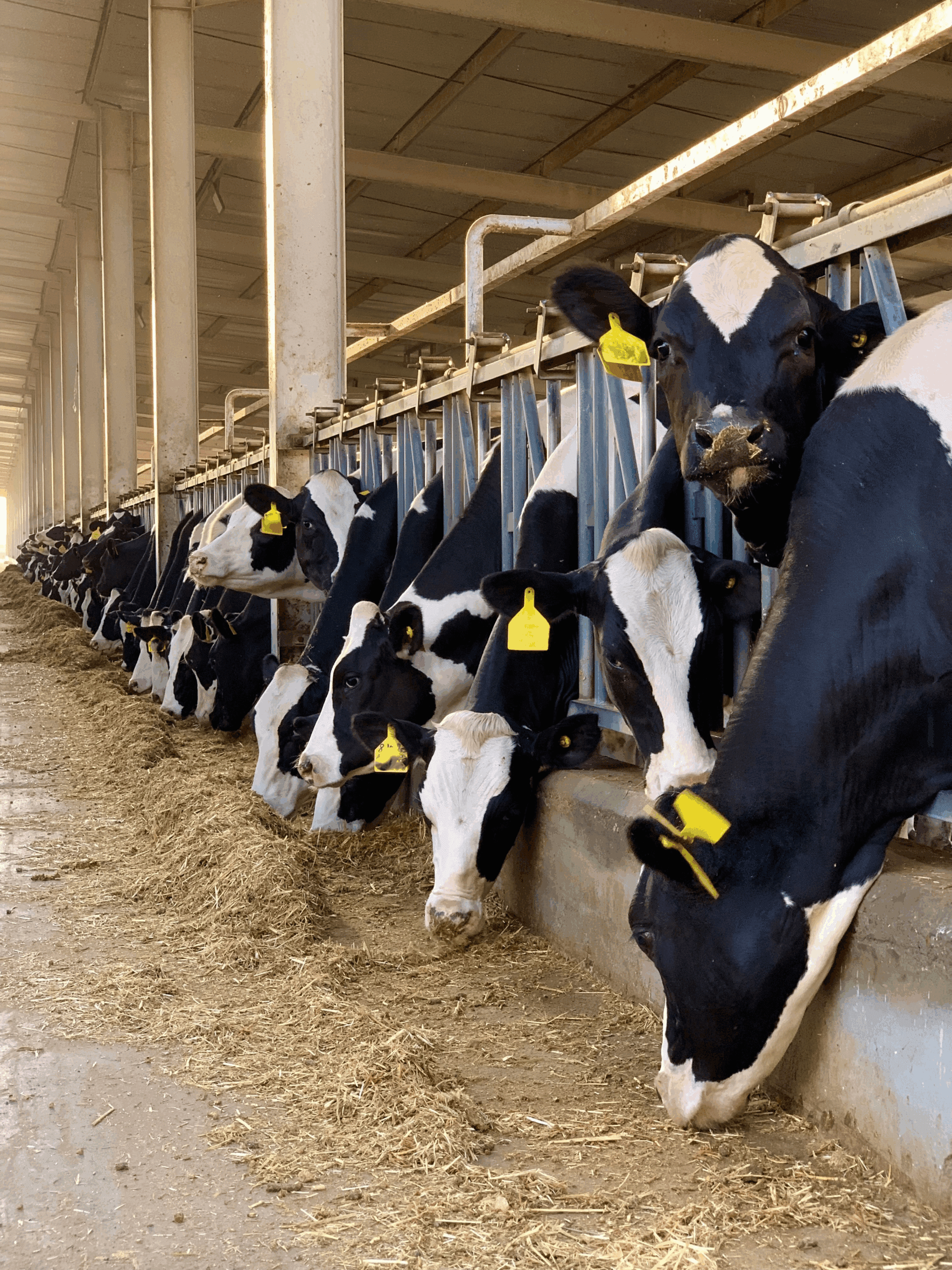 Boosting Dairy Efficiency and Cutting Methane: How Acid Buf Supports a Sustainable Future